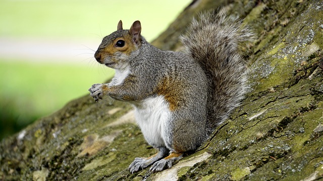 Squirrel!